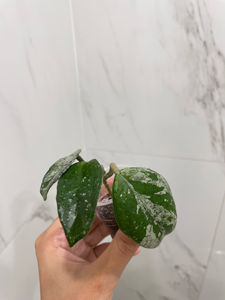 Хойя Вилбур Грейвс (май, 2024 год)