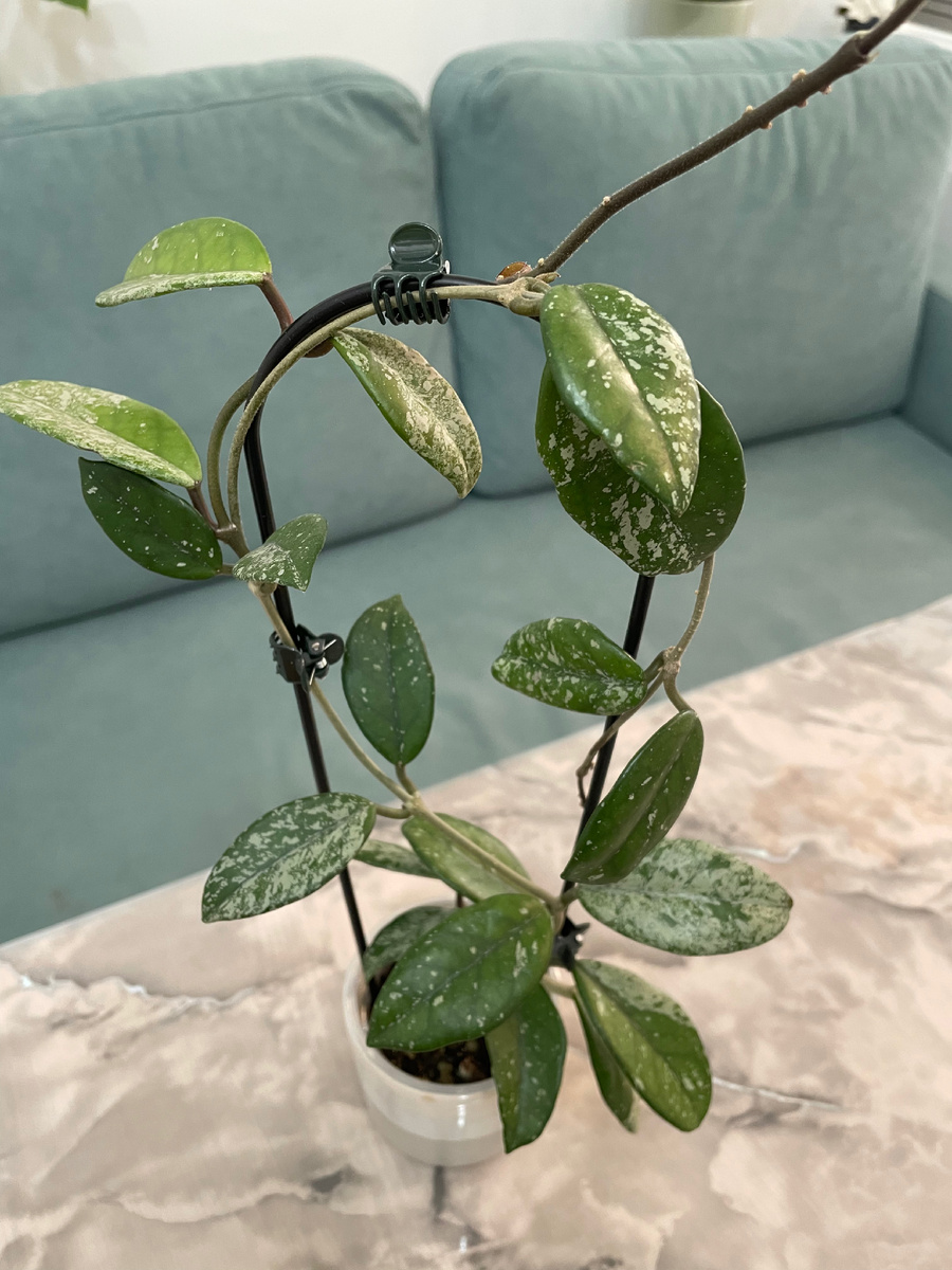 Хойя Вилбур Грейвс (март, 2025 год)