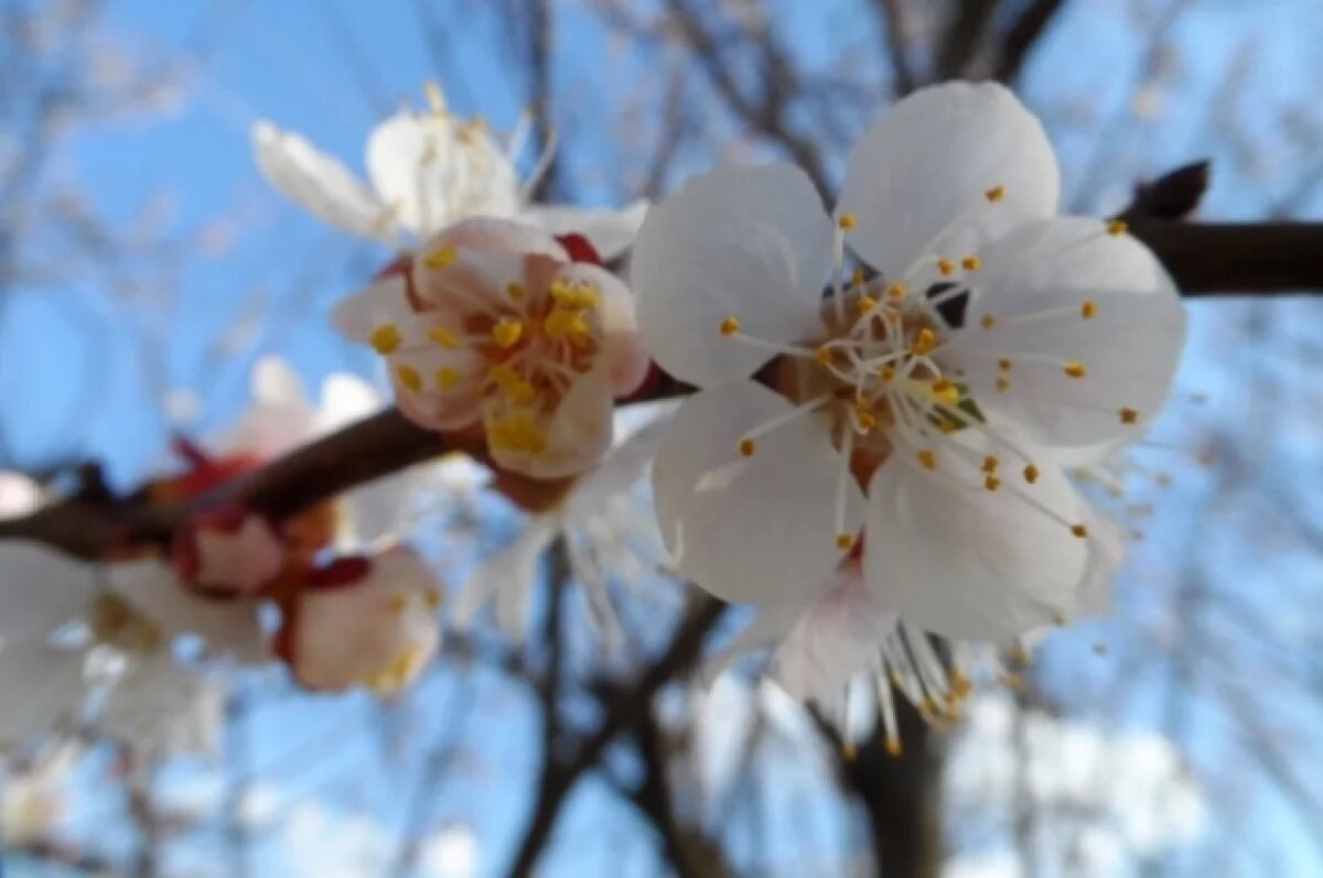    Омичей ждёт резкое потепление на 10-12 градусов