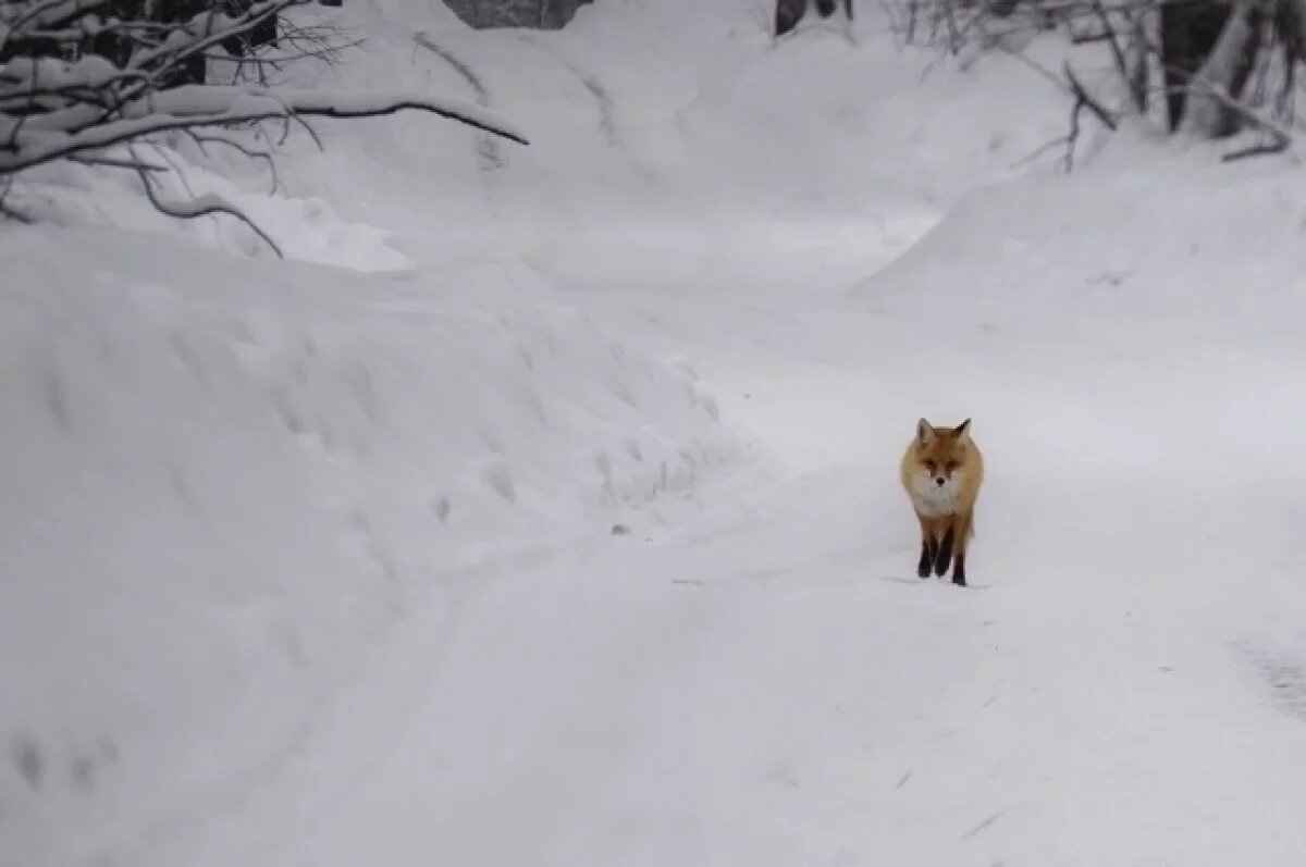   С 16 марта закрыта зимняя дорога через нацпарк «Самарская лука»
