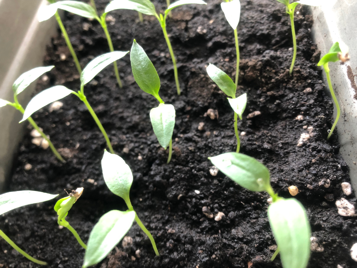 Рассада  перцев, которую сажала 27-28 февраля взошла и на 17 марта выглядит так;