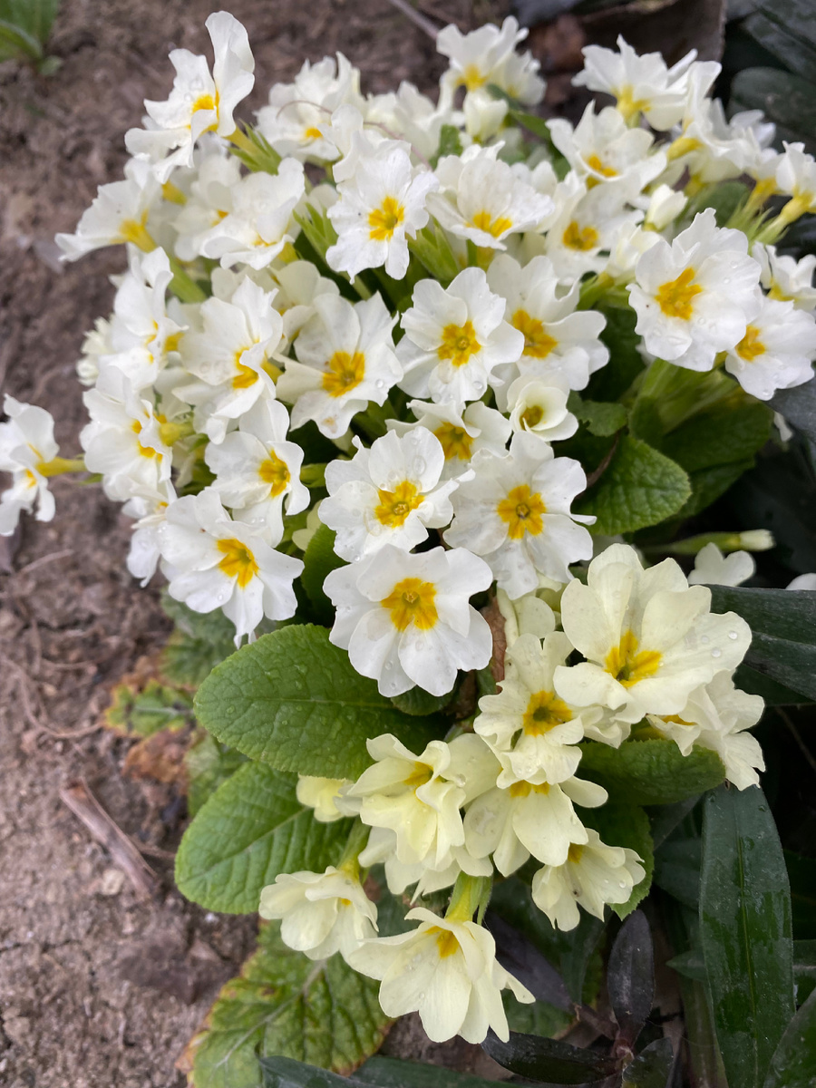 Первые цветы на юге.