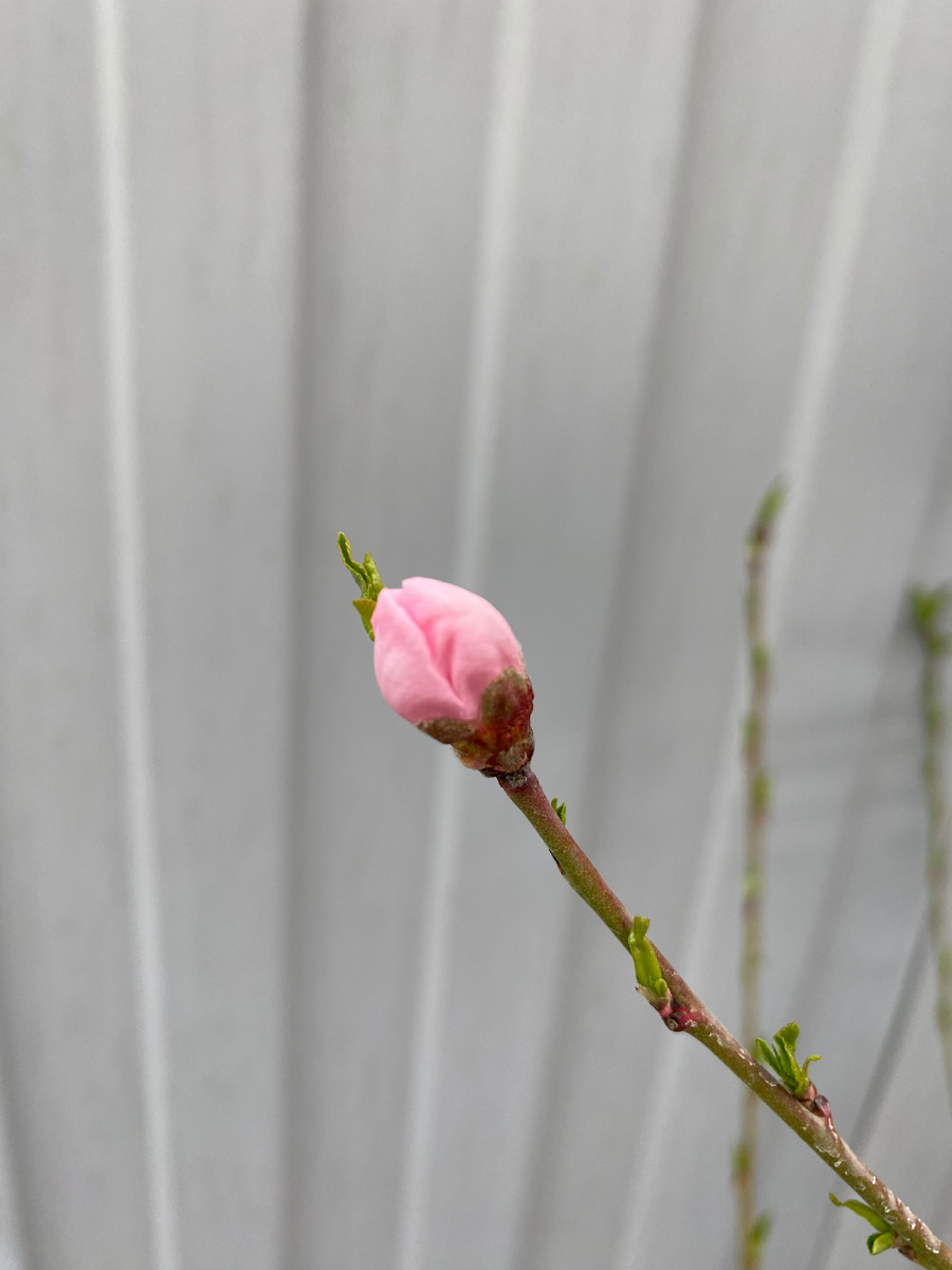 Я как этот бутон, просыпаюсь от зимней спячки.