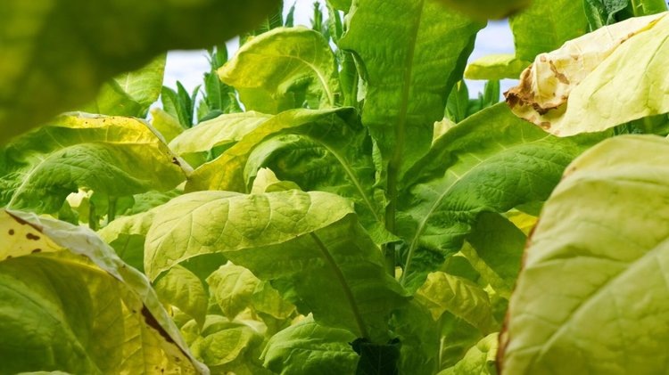    Табак как будущее биофармацевтики