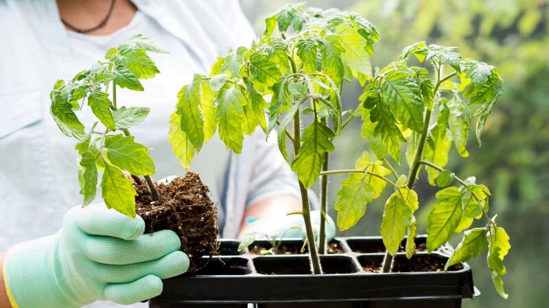     Рассада. freepik.com/freepik