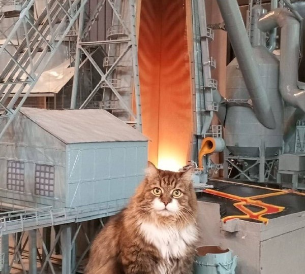 Новокузнецкий кот Томас вышел в финал всероссийского конкурса "Хвостатый хранитель 2.0"