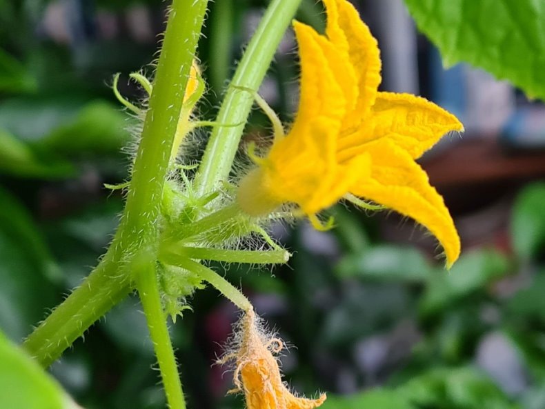 фото из архива. Мужской цветок - пустоцвет.