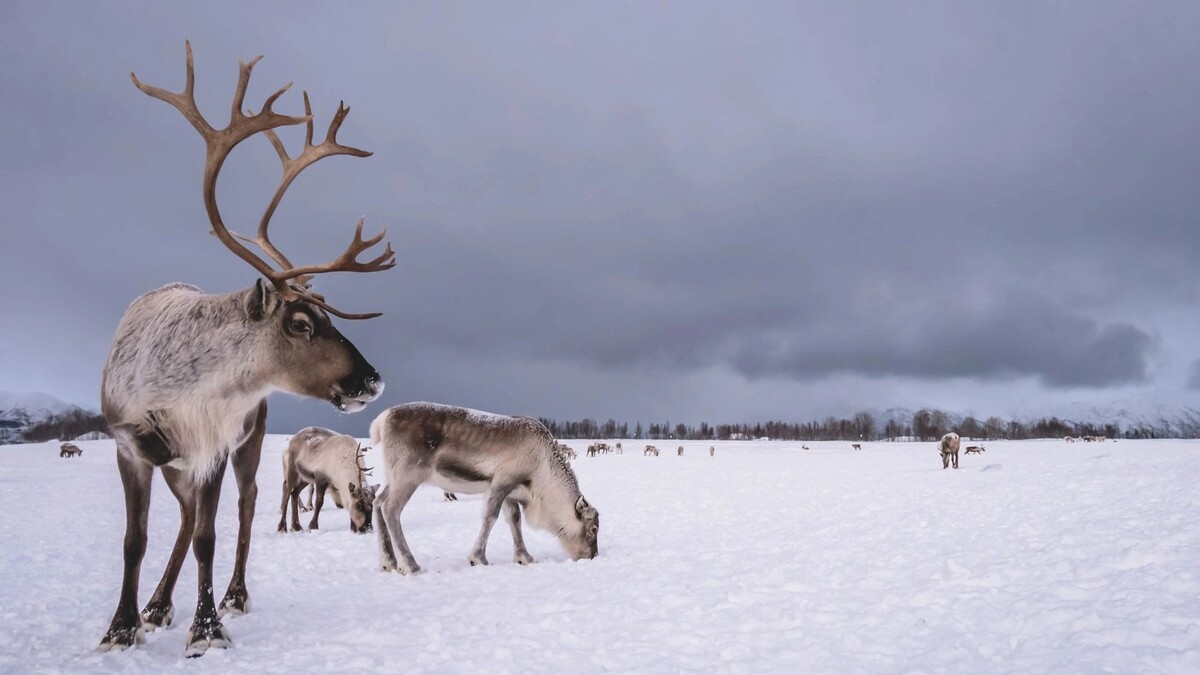    Фото: Pav-Pro Photography Ltd/Shutterstock/Fotodom