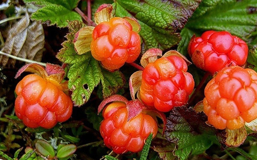 14 витаминных кустарников для средней полосы и Урала: редкие находки для вашего сада