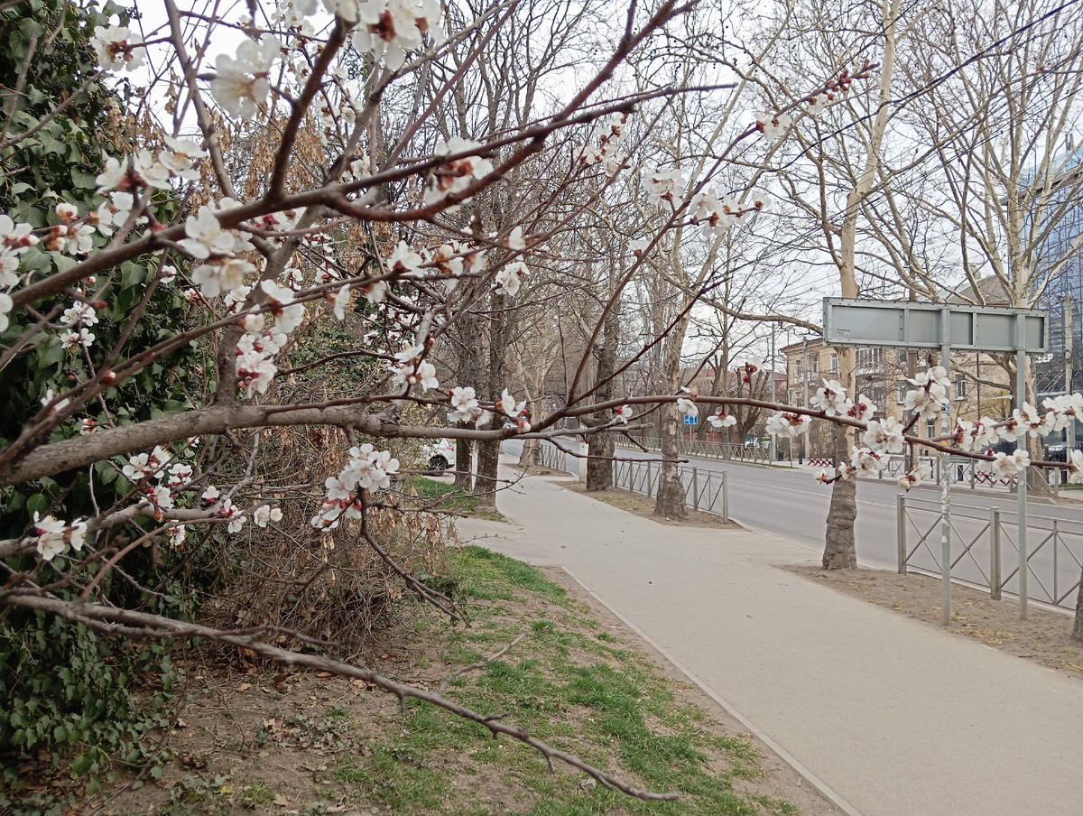 Абрикос раскрыл свои цветочки возле частного дома по ул.Киевской. 