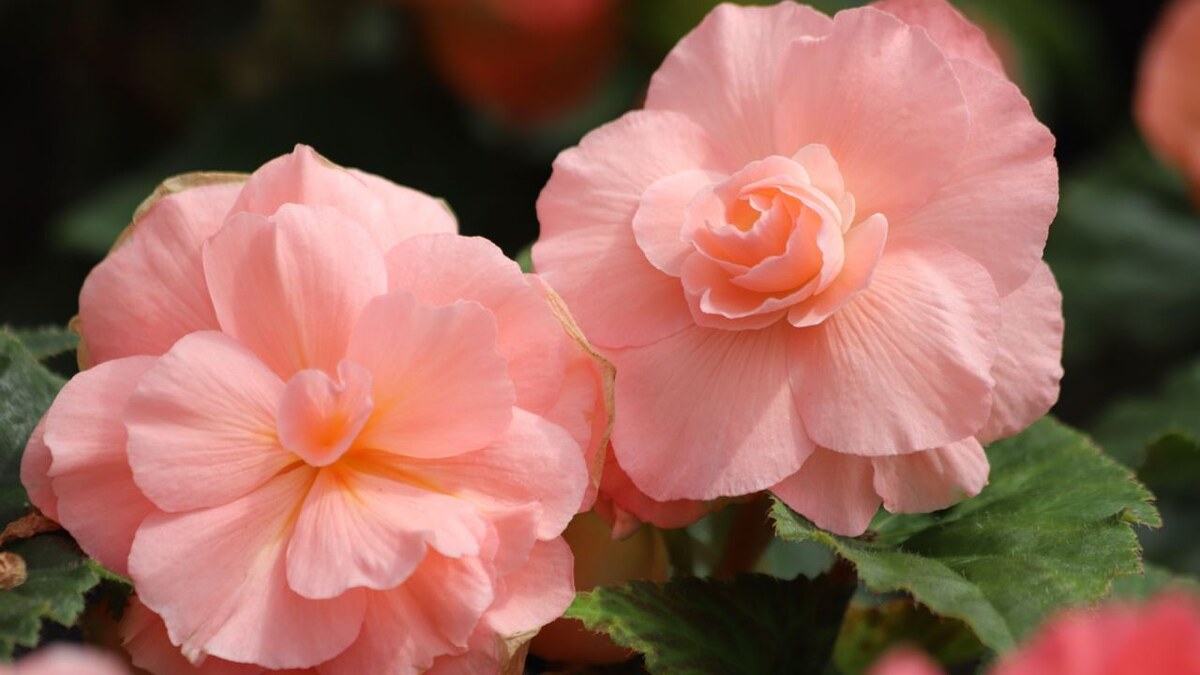 Kabar / Shutterstock / FOTODOM📷Цветы бегонии напоминают розы или пионы