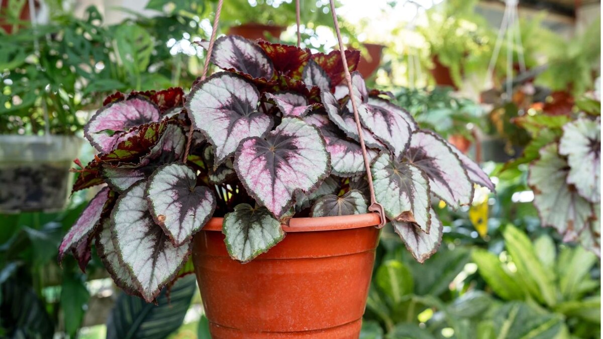 Nokuro / Shutterstock / FOTODOM📷Бегония «Рекс» (Begonia rex)