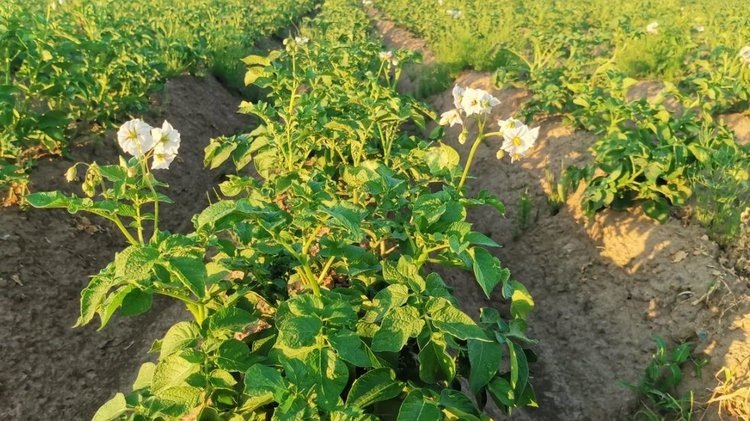    Какая ловушка приманка сработает на проволочника на 100 процентов