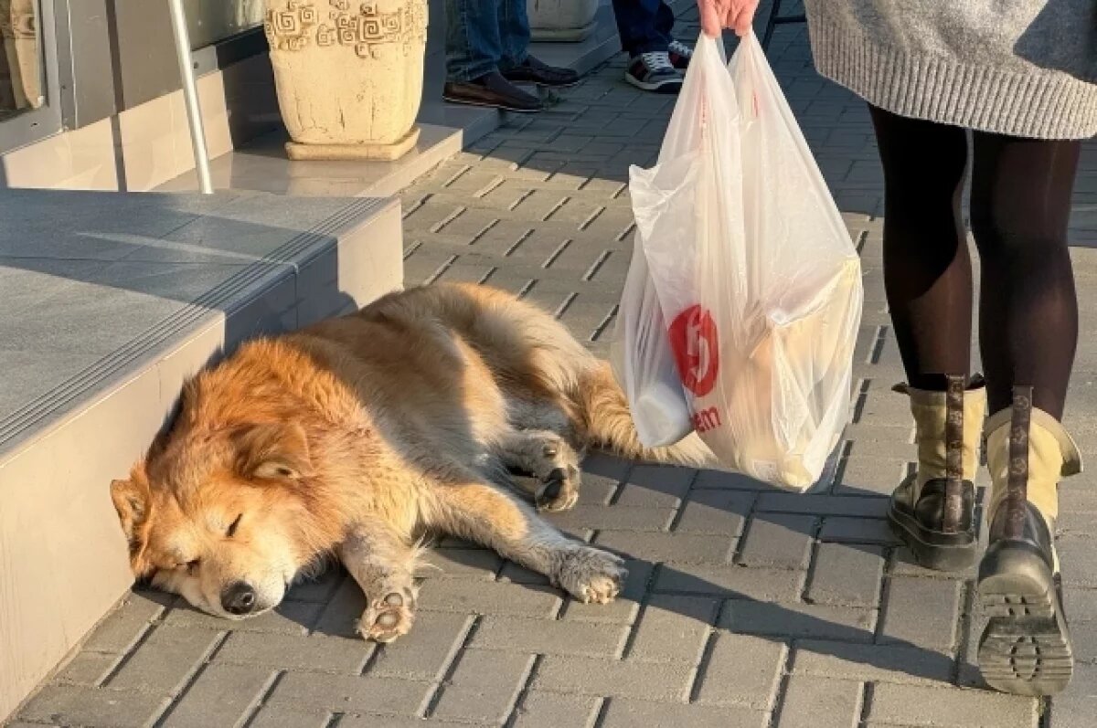    Глава СКР поручил разобраться с отловом бродячих собак в Ростове