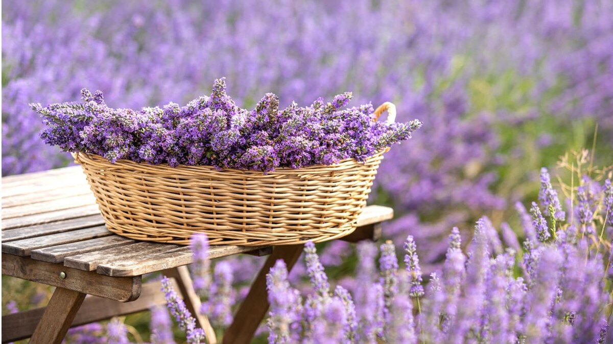 Kotkoa / Shutterstock / FOTODOM📷Лаванда помогает бороться со стрессом и кожными заболеваниями