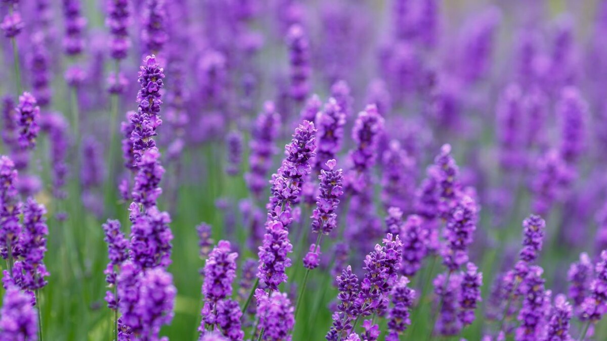 Flower_Garden / Shutterstock / FOTODOM📷Лаванда хорошо растет в песчаной почве и мягком солнечном климате