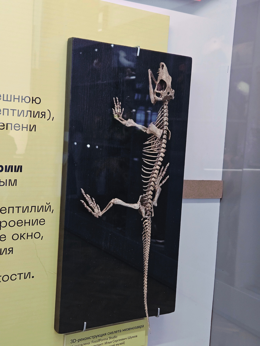 3D реконструкция скелета мезенозавра