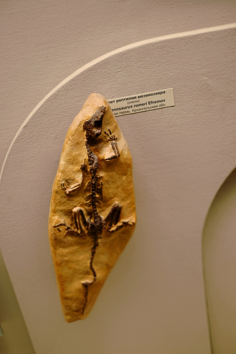 Слепок скелета мезенозавра в Палеонтологическом музее Москвы им. Ю. А Орлова