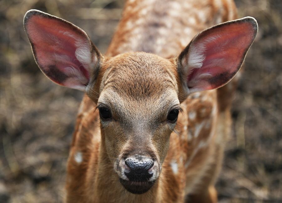     / Источник: © Виталий Аньков/РИА Новости