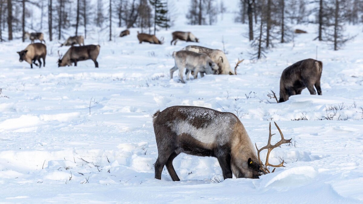    Фото: Александр Чирва/«Ямал-Медиа»
