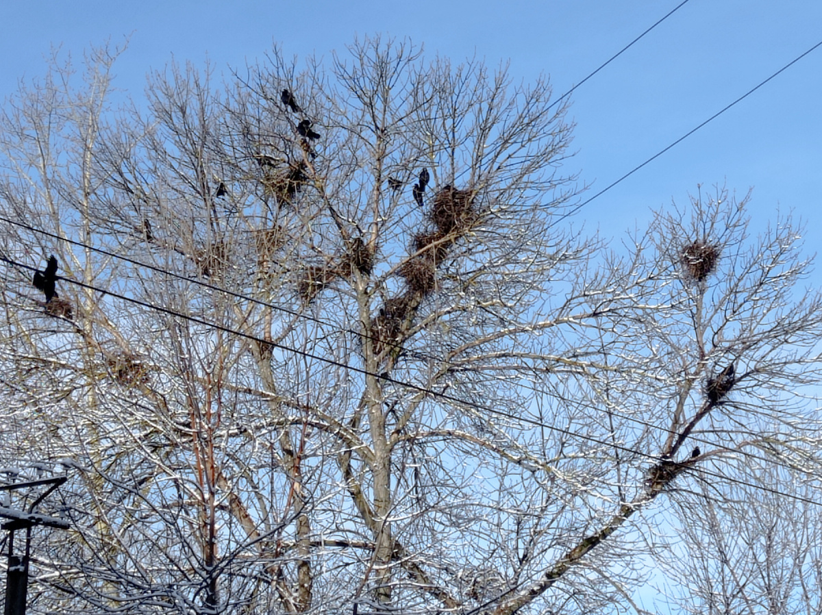 Фото автора.
