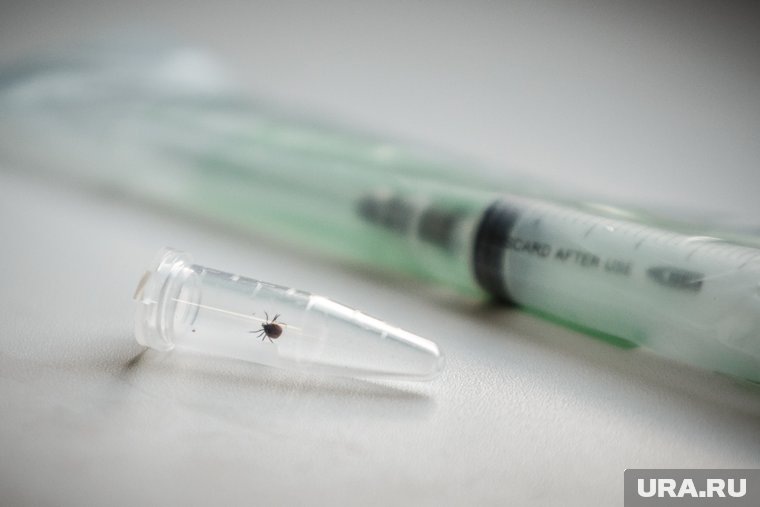    Мужчина на зуме через камеру обнаружил мелкие лапки клеща, торчащие из кожи