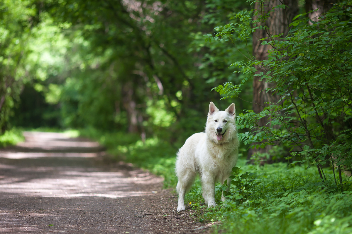 Именно по утрам прогулка дарит нам отдельную пользу