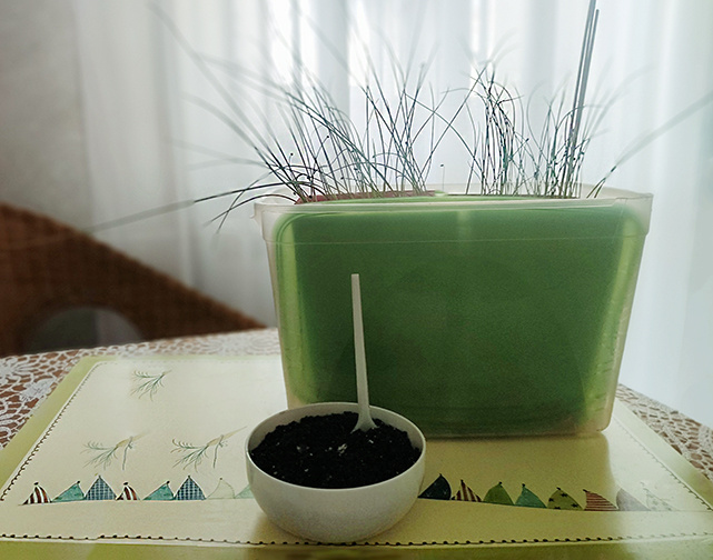 пора подсыпать грунт в рассаду лука