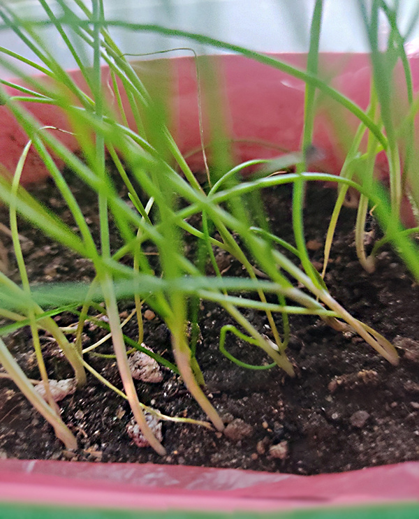  пора добавить грунт в корневую зону рассады лука