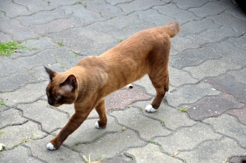 Этого кота я сфотографировал в Бангкоке - столице Таиланда. Может быть, он и не соответсвует стандартам породы сиамских кошек. Но уж тайским котом я точно могу его называть, ведь он из Таиланда. Фото автора.