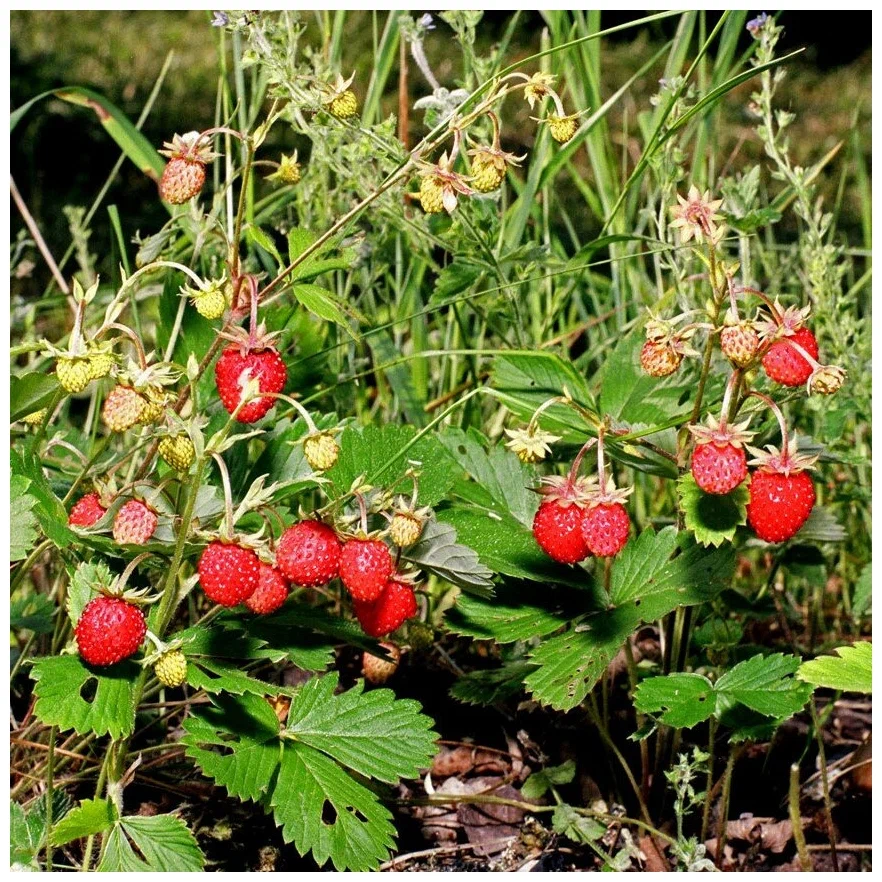 Лесная земляника