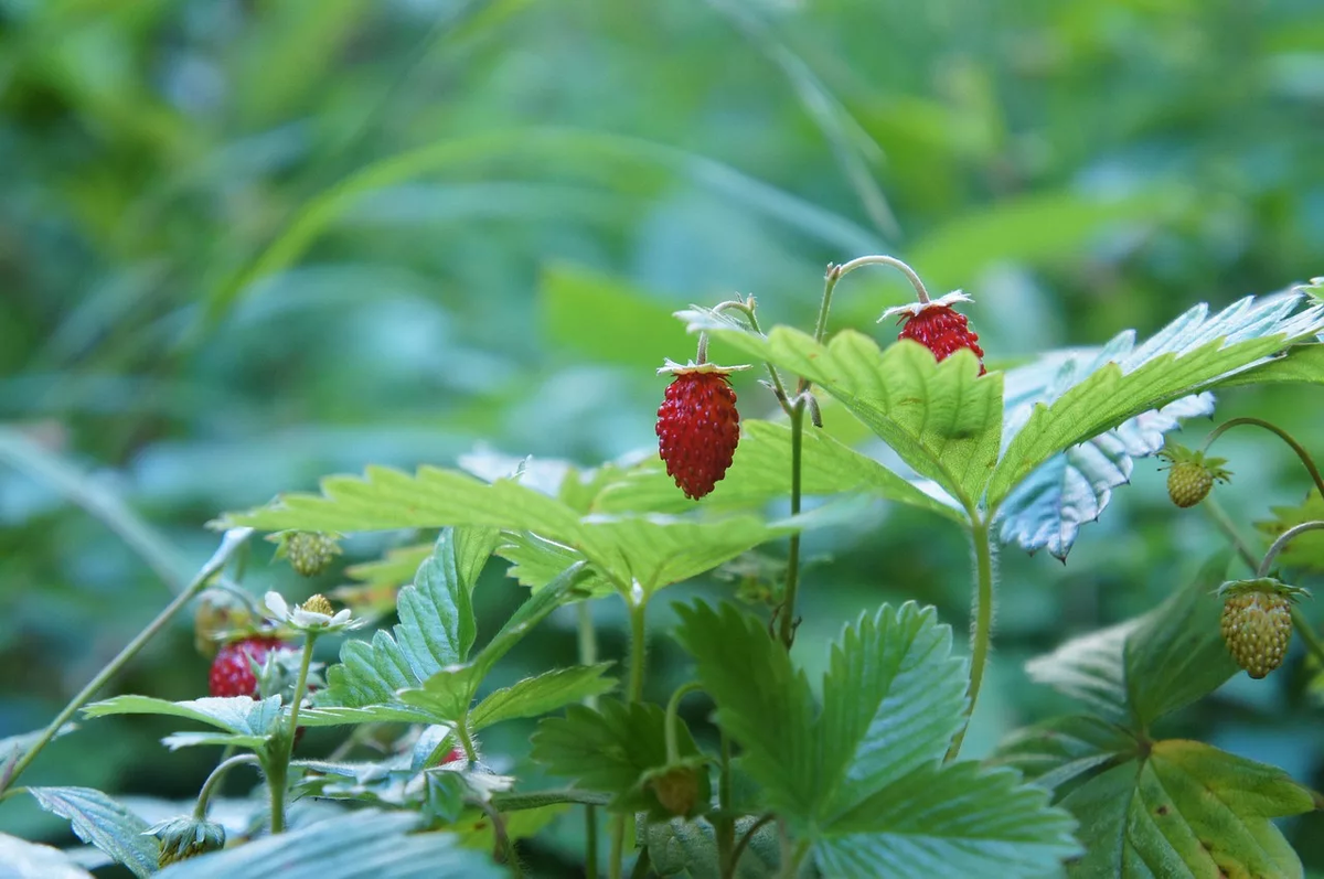 Лесная земляника