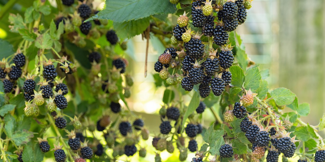 В марте важно обеспечить правильный уход за ежевикой, чтобы она дала богатый урожай сочных и крупных ягод.