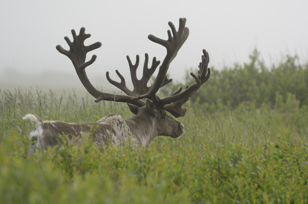 фото: Игорь Шпиленок (с)