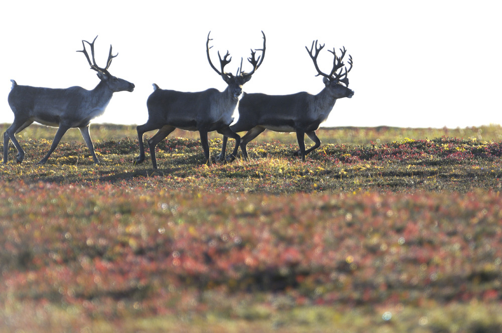 фото: Игорь Шпиленок (с)