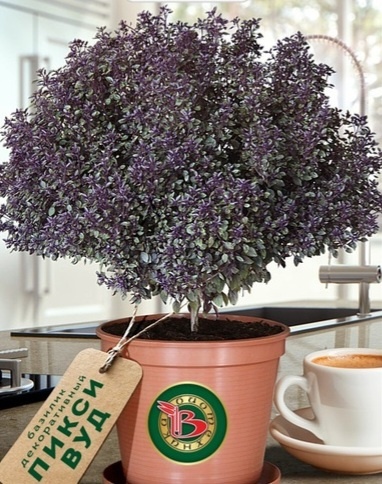 Базилик Пикси Вуд