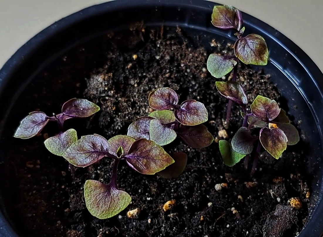 Базилик Пикси Вуд