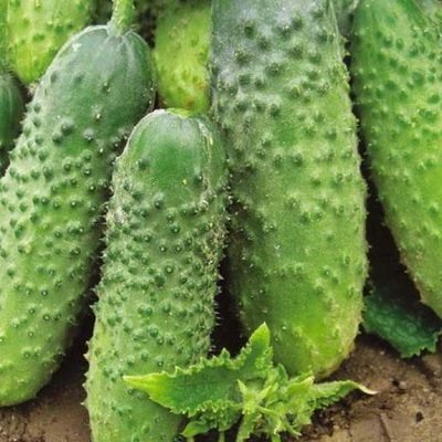 Огурец F1 Мурашка. Фото из открытых источников.