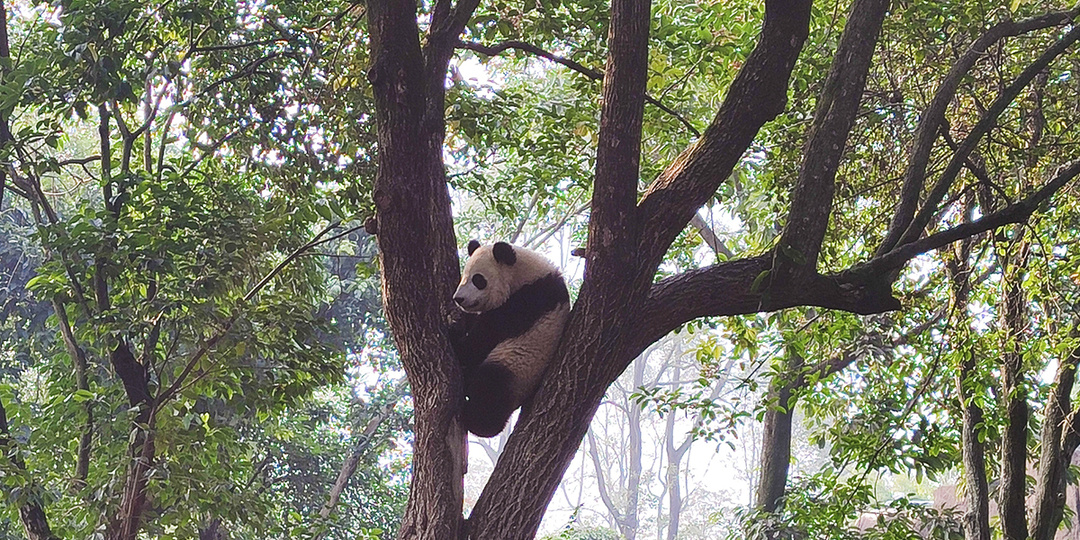 В гости к пандам. Пересадка в Чэнду. Личный опыт и немного теории