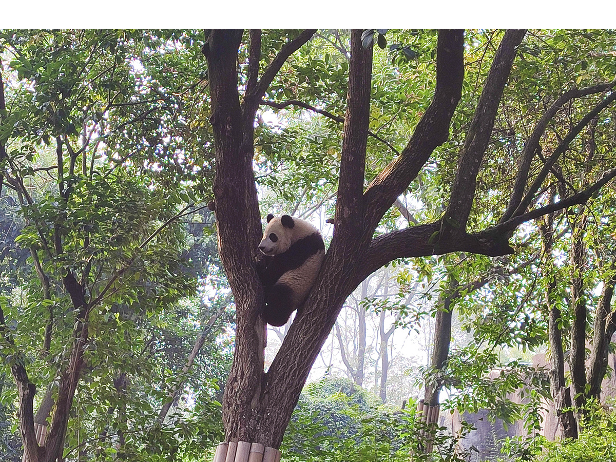 Мишка панда