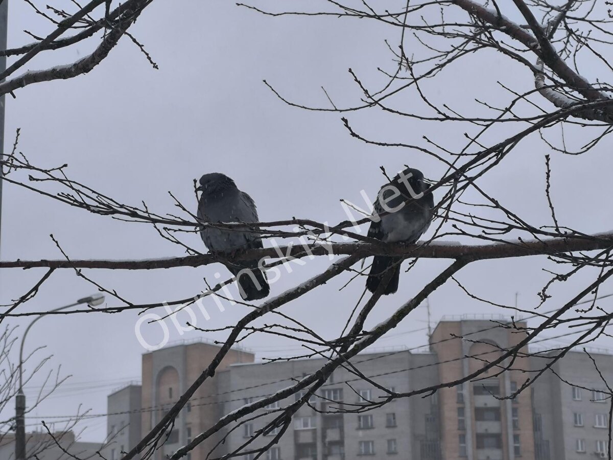 Зима решила вернуться в Обнинск