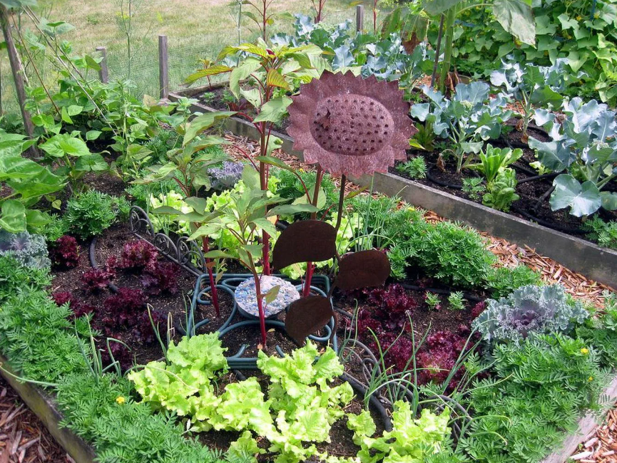 На такой грядке постоянно меняются культуры