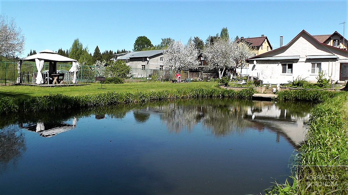 пруд на участке