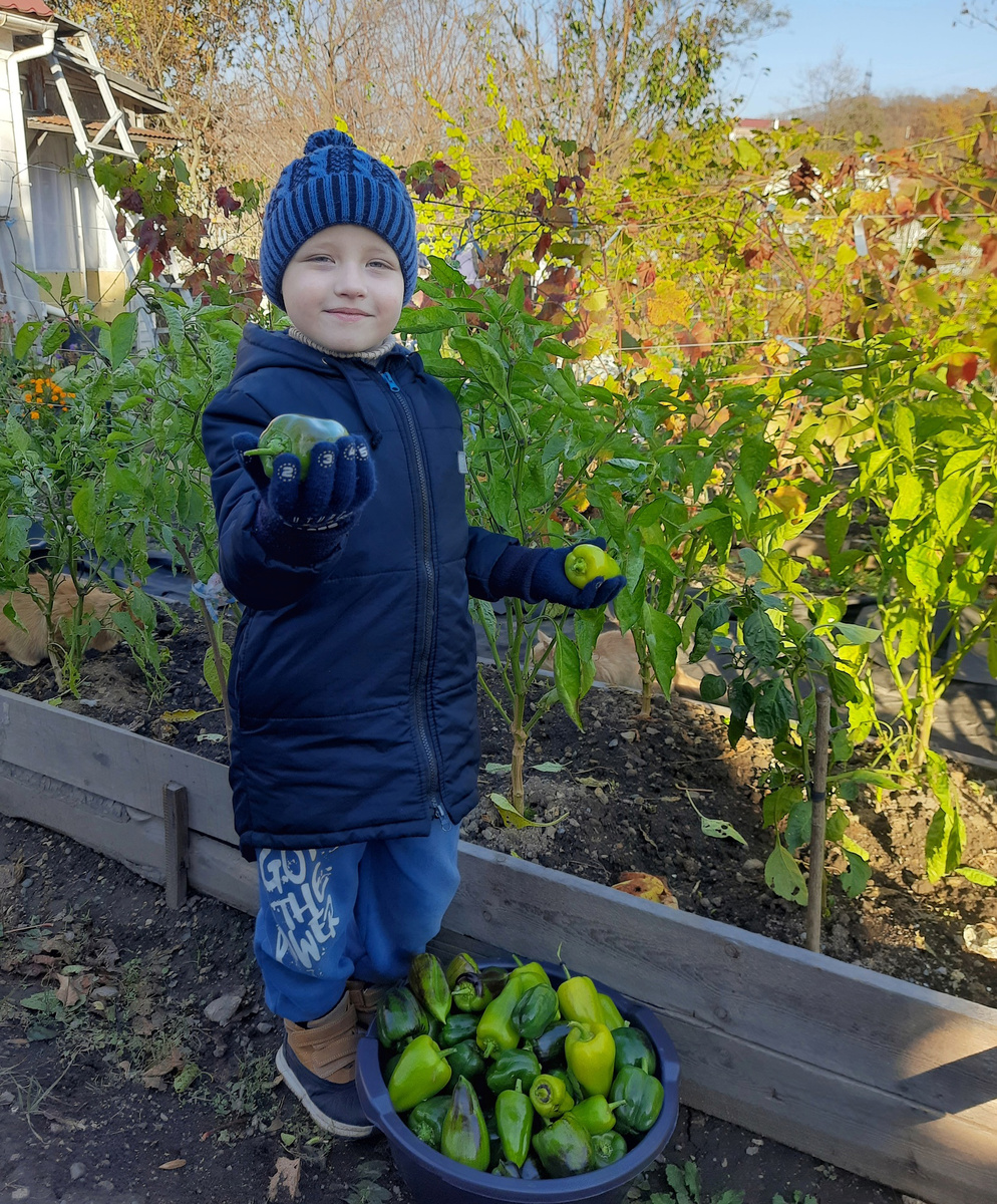 Сын помогает мне собирать октябрьский урожай в 2024-м году.