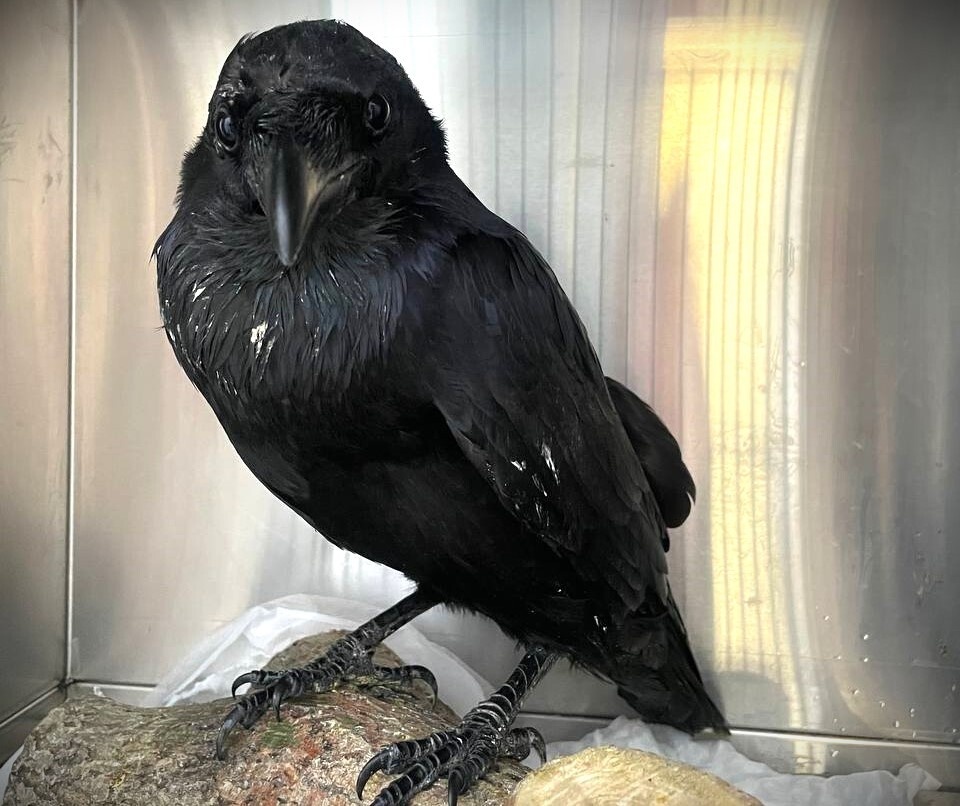 Пациент Пират. Дикий ворон. Фото: Екатерина Пилютина (с)