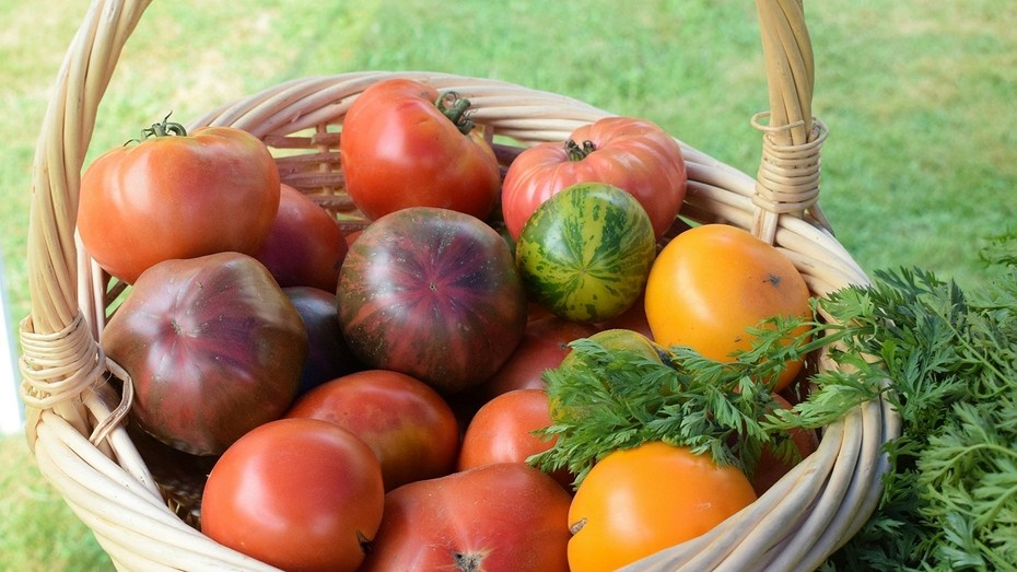 Какие сорта помидоров очень урожайные: 15 лучших вариантов