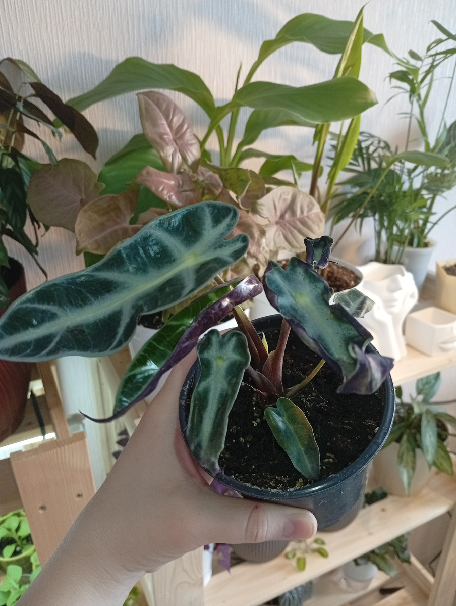 Это растение конечно хуже по состоянию, чем я покупала Лоу Райдер. Но листик новый крутит.