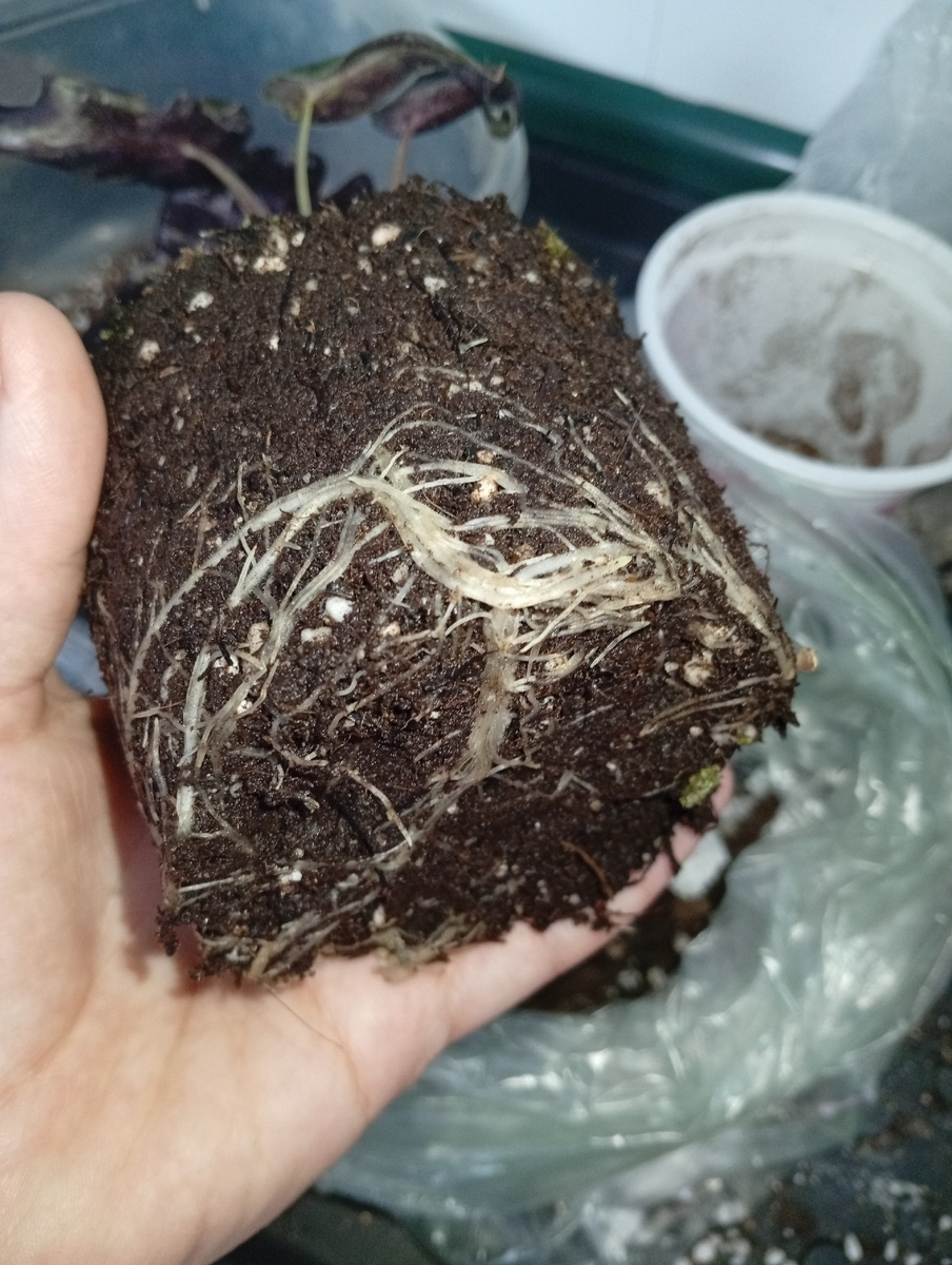 Корни на первый взгляд хорошие.