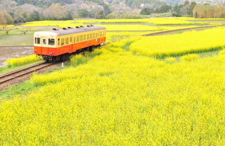 фото ZEKKEI Japan