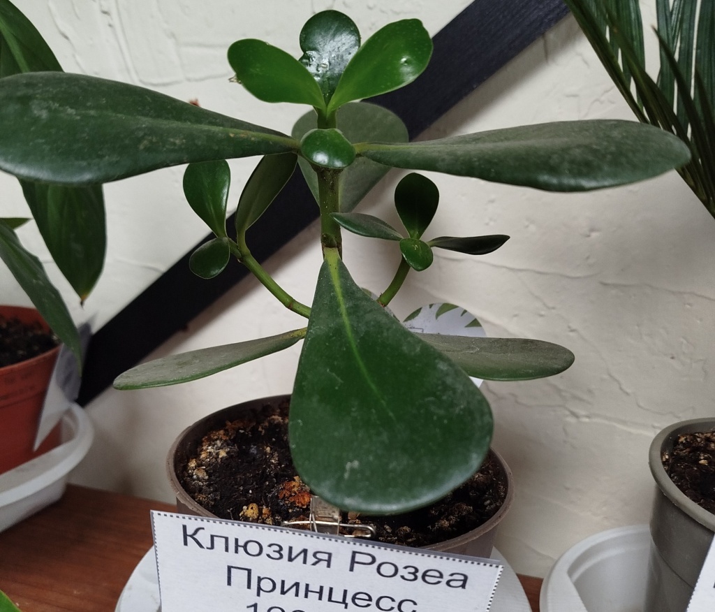  Клузия Розеа Принцесс